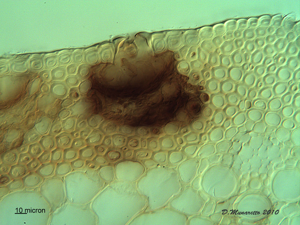 Puccinia Graminis